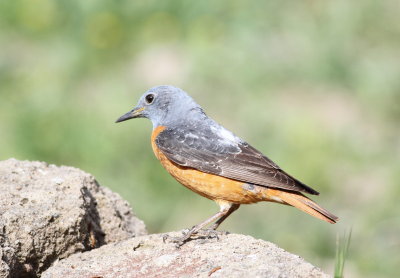 Rock Thrush (Monticola saxatilis)