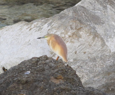 Squacco Heron (Ardeola ralloides)