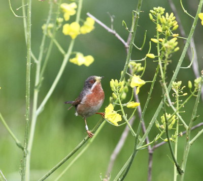 Subalpine Warbler (sylvia cantillans)