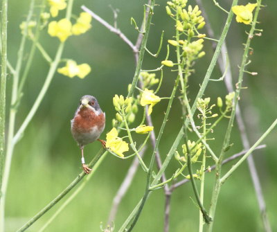 Subalpine Warbler (sylvia cantillans)