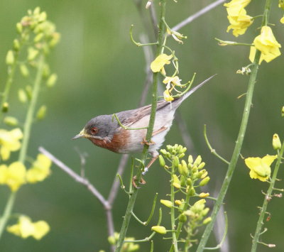 Subalpine Warbler (sylvia cantillans)