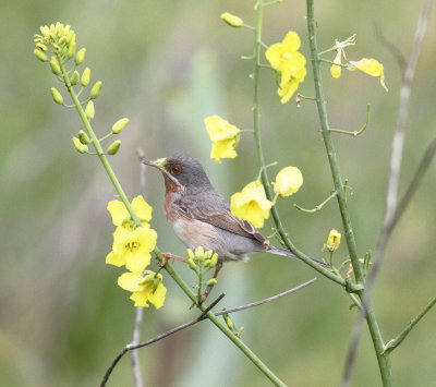 Subalpine Warbler (sylvia cantillans)