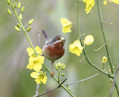 Subalpine Warbler (sylvia cantillans)