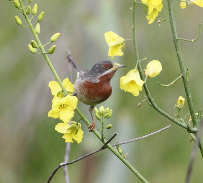 Subalpine Warbler (sylvia cantillans)