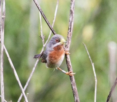 Subalpine Warbler  (sylvia cantillans)