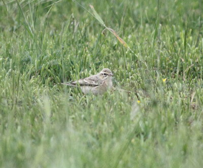 Tawny Pipit (Anthus campestris)