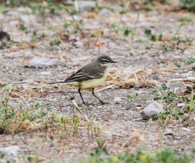 Yellow Wagtail (Moltacilla flava)