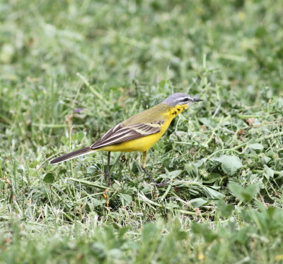 Yellow Wagtail (Moltacilla flava)
