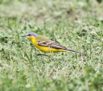 Yellow Wagtail (Moltacilla flava)