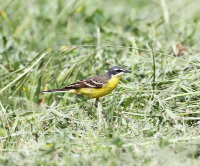 Yellow Wagtail (Moltacilla flava)