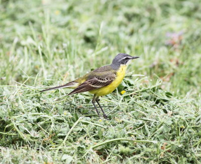 Yellow Wagtail (Moltacilla flava)