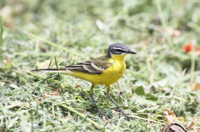 Yellow Wagtail (Moltacilla flava)