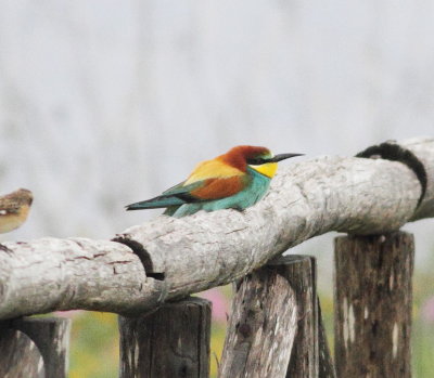 Bee-eater (Merops apiaster)