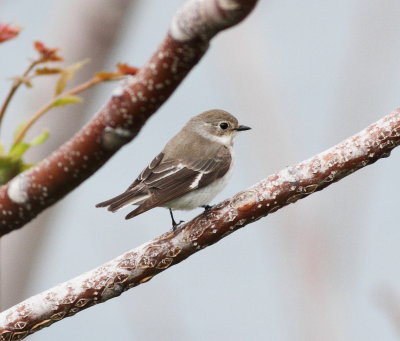 Collared Flycatcher (Ficedula albicollis)