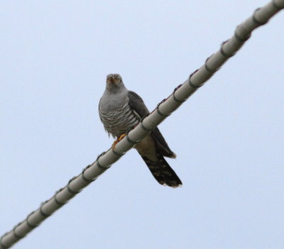 Cuckoo (Cuculus corona)