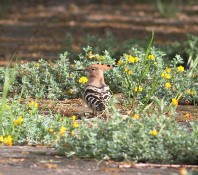 Hoopoe (Upupa epops)