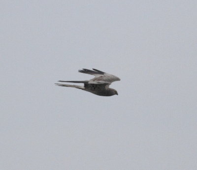 Montagu's Harrier (Circus pygargus)