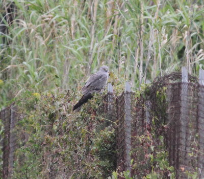 Montagu's Harrier (Circus pygargus)