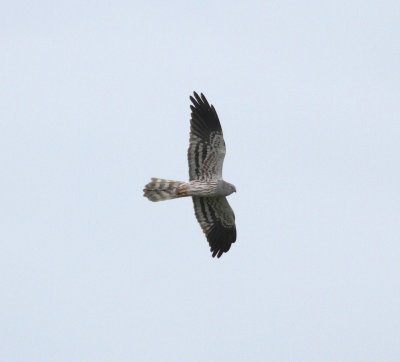 Montagu's Harrier (Circus pygargus)