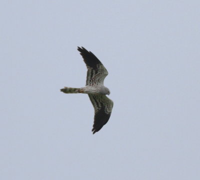 Montagu's Harrier (Circus pygargus)