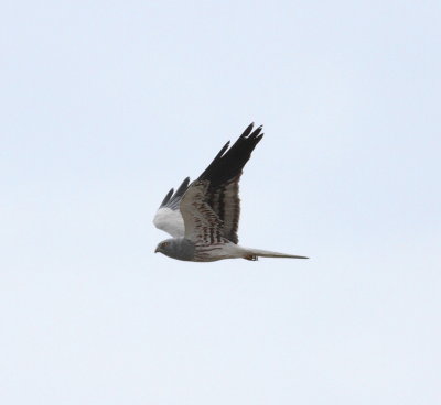 Montagu's Harrier (Circus pygargus)