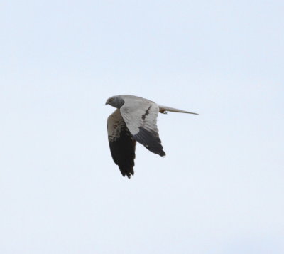 Montagu's Harrier (Circus pygargus)