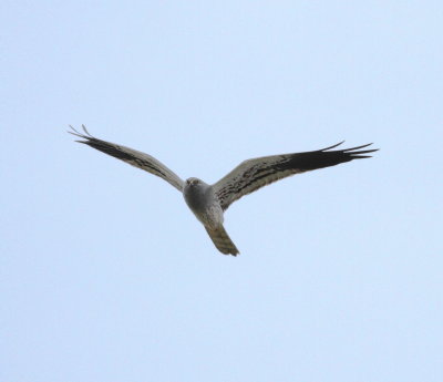 Montagu's Harrier (Circus pygargus)
