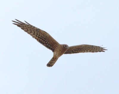 Montagu's Harrier (Circus pygargus)