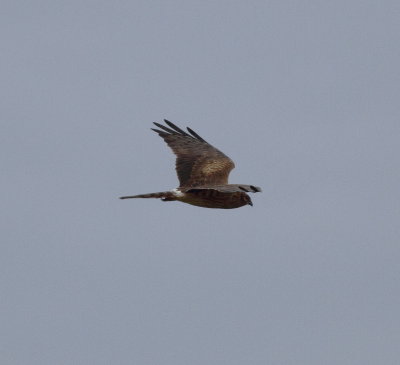 Montagu's Harrier (Circus pygargus)