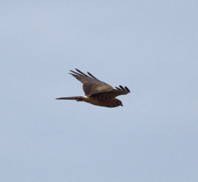 Montagu's Harrier (Circus pygargus)
