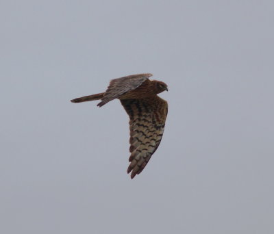 Montagu's Harrier (Circus pygargus)