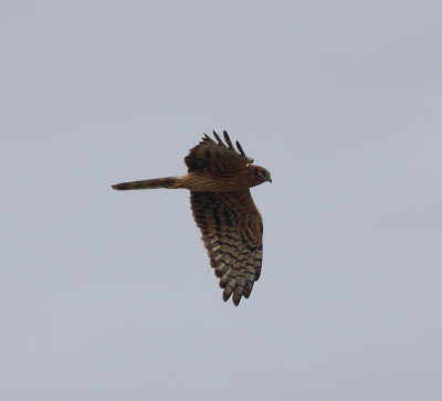 Montagu's Harrier (Circus pygargus)