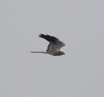 Montagu's Harrier (Circus pygargus)