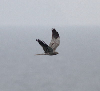 Montagu's Harrier (Circus pygargus)