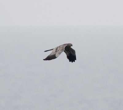 Montagu's Harrier (Circus pygargus)