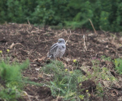 Montagu's Harrier (Circus pygargus)