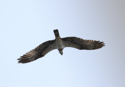 Osprey (Pandion haliaetus)