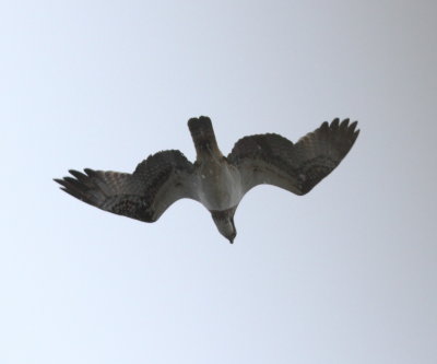 Osprey (Pandion haliaetus)