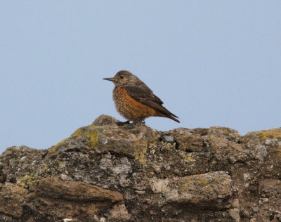 Rock Thrush (Monticola saxatilis)