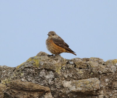 Rock Thrush (Monticola saxatilis)