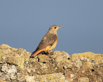 Rock Thrush (Monticola saxatilis)