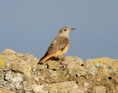Rock Thrush (Monticola saxatilis)