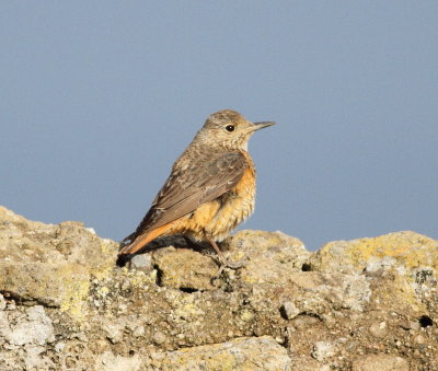Rock Thrush (Monticola saxatilis)