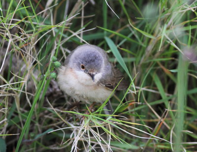 Subalpine Warbler (Sylvia cantillans)