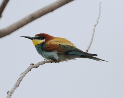 Bee-eater (Merops apiiaster)