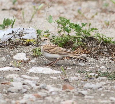 Short-toed lark (Calandrella brachydactyla)