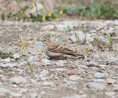Short-toed lark(Calandrella brachydactyla)