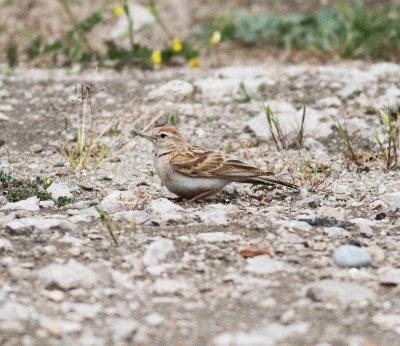 Short-toed lark(Calandrella brachydactyla)