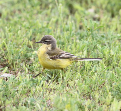 Yellow Wagtail (Motacilla flava)