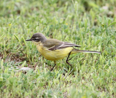 Yellow Wagtail (Motacilla flava)